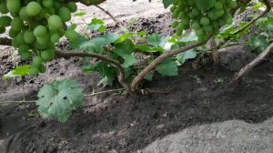 Виноград, Аккуратный* полив