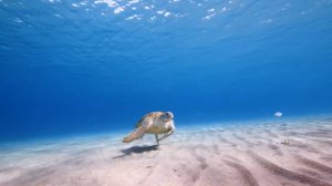 4К РЕЛАКС МУЗЫКА ПОДВОДНЫЙ МИР