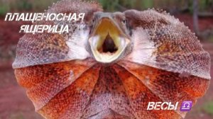 Генриха Гороскоп Рептилии