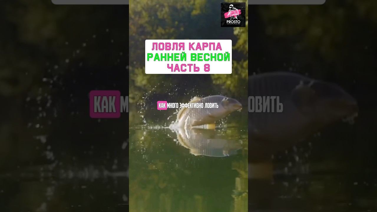 КАК ПОЙМАТЬ МНОГО карпа ранней весной? Карпфишинг 2025 смотреть онлайн