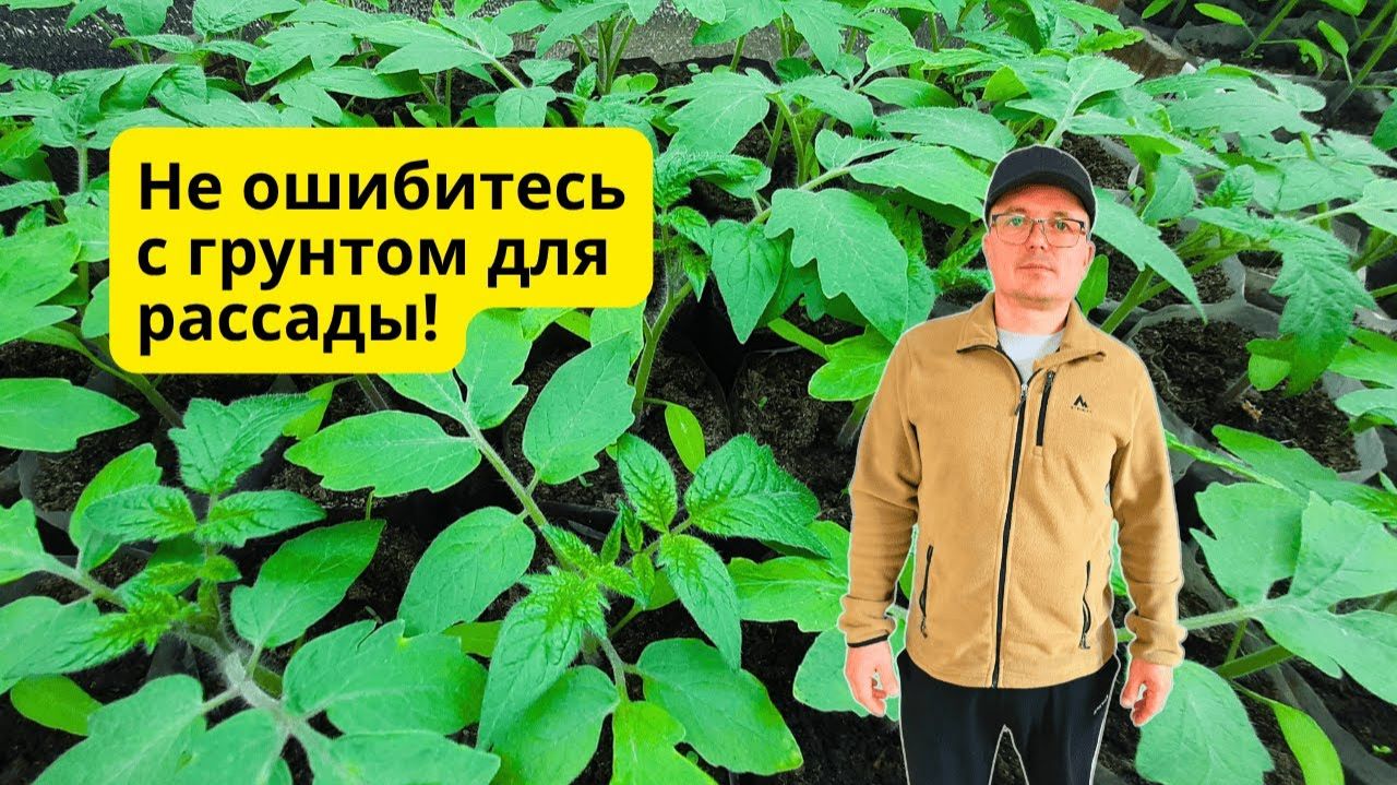 Грунт для рассады, в котором она вырастает красивой- что предпочесть? смотреть онлайн