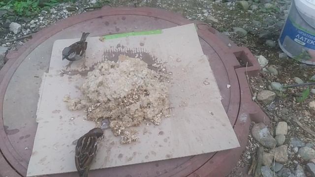 Подкормка птичек смотреть онлайн