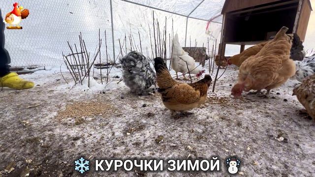 Куры зимой очень счастливы 🤗❄️⛄ (22) смотреть онлайн