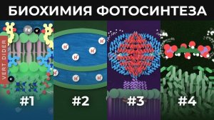 Биохимия фотосинтеза [Clockwork]
