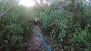 ПРЕСЛЕДУЕМЫЙ БОЛЬШИМ АЛЛИГАТОРОМ