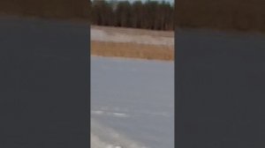 ахота на зайца и ловля на петлю