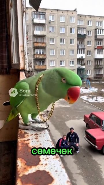 Попугай и гопники #угар #sora #cute #cat #ии #юмор #birds #pets #funny #попугай #двор #гопник смотреть онлайн