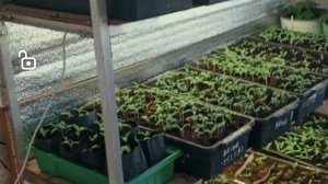 Стеллаж для рассады  крепкий  ,вместительный