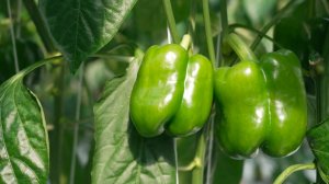 Интерес к тепличному хозяйству в Армении стремительно растет