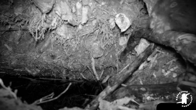 Долой фотоловушку! 4К смотреть онлайн