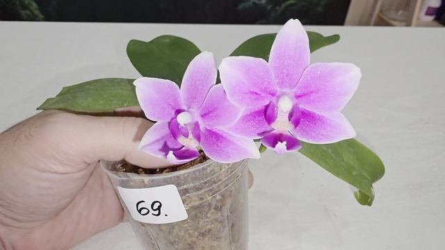 69 смотреть онлайн