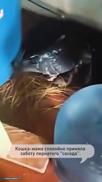 Один пернатый принял кошачий живот за сигнал к семейному строительству и принялся за работу. смотреть онлайн