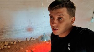 Новая партия бройлера. Ремонтирую пол в курятнике. Новый житель фермы