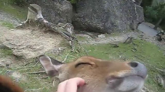 Дружелюбный олень смотреть онлайн