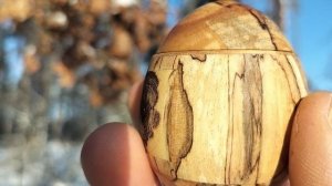 Шкатулка в январском лесу на зимнем дубе