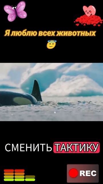 Я люблю всех животных😇 смотреть онлайн