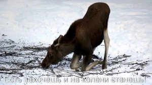 Если есть захочешь, то и на колени станешь! Подросток лосенок стал на колени, чтобы поесть травку.