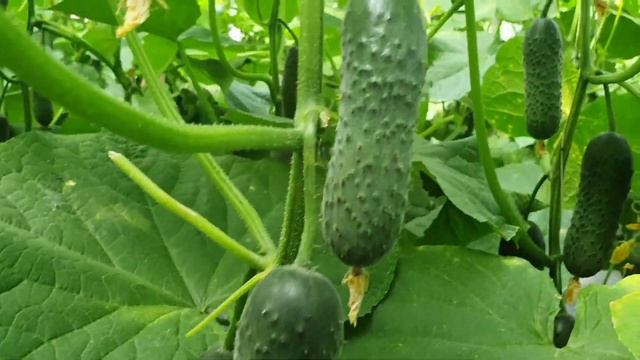 Семена огурцов которые я выбрал для посадки в 2026 году.