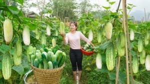 Собираю огурцы для продажи на сельском рынке. Забочусь об ананасовом саде. Нхат. Вьетнам