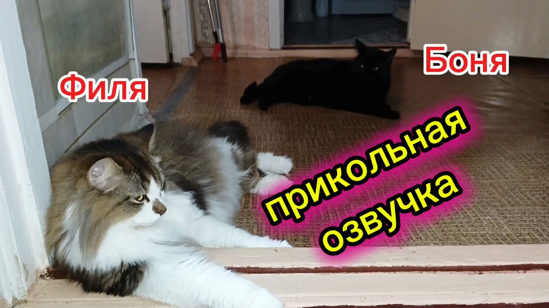 КОШКИ С ОЗВУЧКОЙ. смотреть онлайн