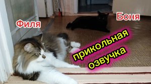 КОШКИ С ОЗВУЧКОЙ.