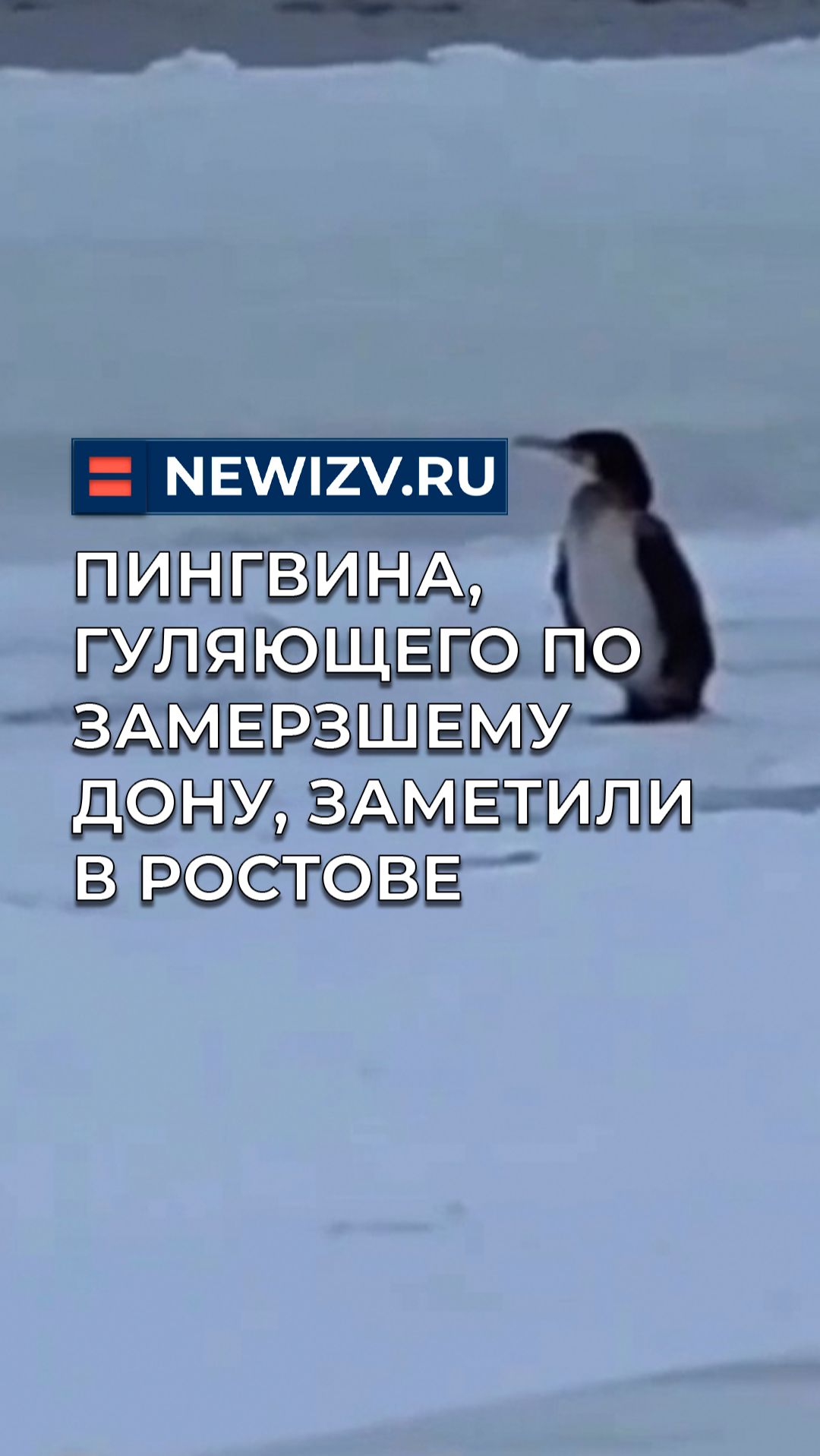 Пингвина, гуляющего по замерзшему Дону, заметили в Ростове смотреть онлайн