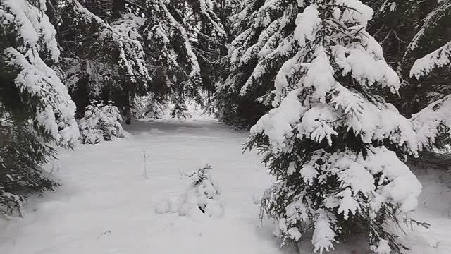 А снег идет, красивый зимний лес! смотреть онлайн