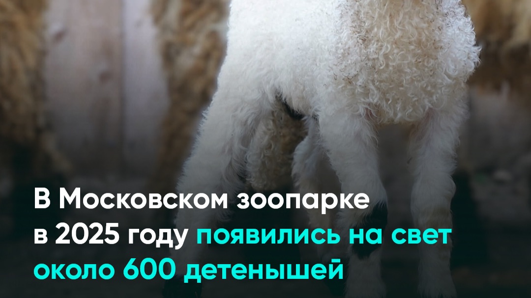В Московском зоопарке в 2025 году появились на свет около 600 детенышей смотреть онлайн