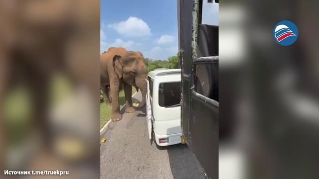 Дикий слон атаковал авто с российскими туристами на Шри-Ланке смотреть онлайн
