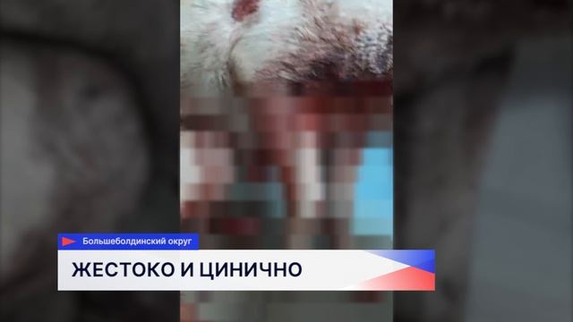 Зоозащитники отвезли в ветклинику собаку, которую оставили умирать в сугробе смотреть онлайн