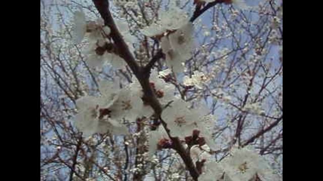 Утром в лесу смотреть онлайн