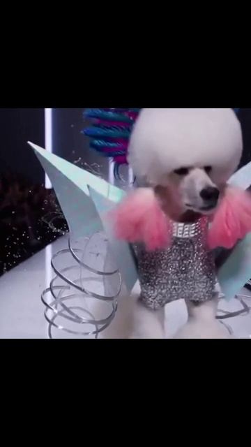 собаки мирсобак собачийдень собачиймир