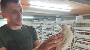 Час из жизни перепеловода, переселяем молодняк