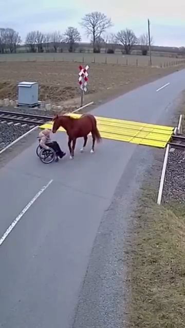 Умная лошадь и коляска смотреть онлайн