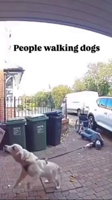 Несколько мгновений из жизни хозяев очень активных любимцев🤣 смотреть онлайн