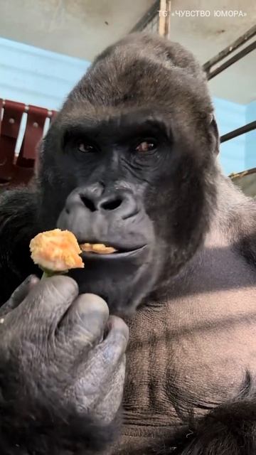 Задумчивый смотреть онлайн