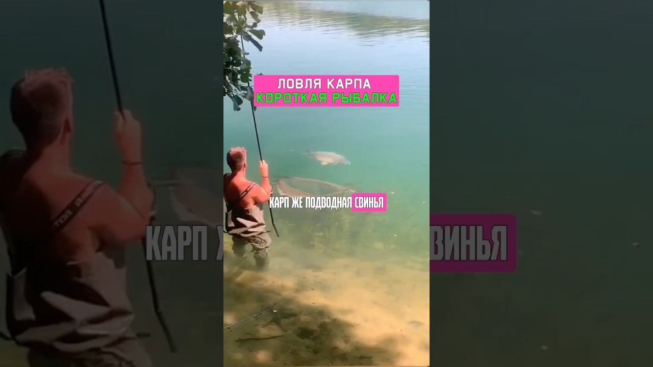 Ошибка карпятника в дневной рыбалке на карпа. Карпфишинг 2025 смотреть онлайн