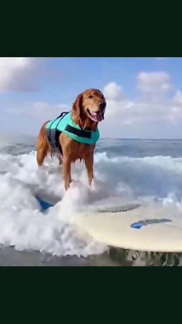 сёрфинг животные друзья поездка спорт