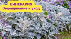 Как выращивать цинерарию и ухаживать за ней