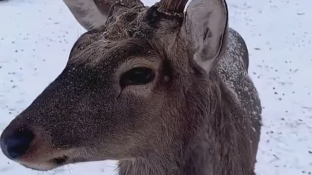Казахстанская Лапландия. Поистине волшебная сказка наяву!⛄️🎅 смотреть онлайн