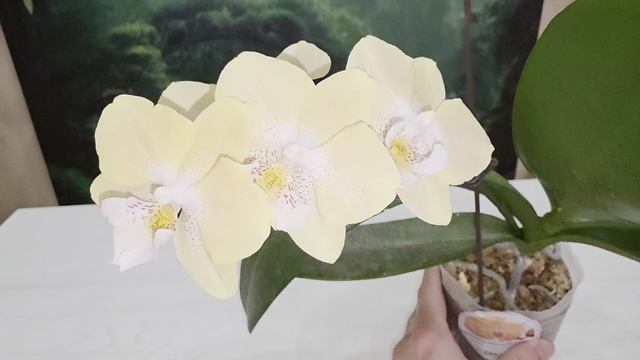 7477 смотреть онлайн