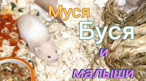Муся Буся и малыши. #хомяки #сирийскиехомяки