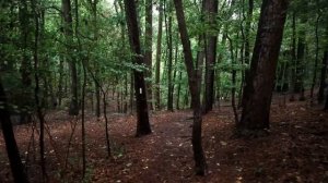 Прогулка в дождливом лесу