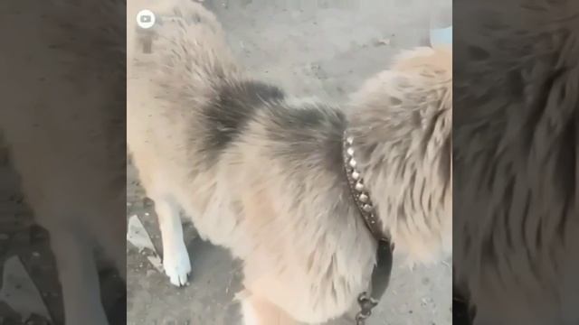 Счастливый и отзывчивый мужчина решает спасти собаку от смерти, и за это он получает большую приз... смотреть онлайн