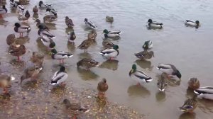 Живая природа 270126 (Утки)