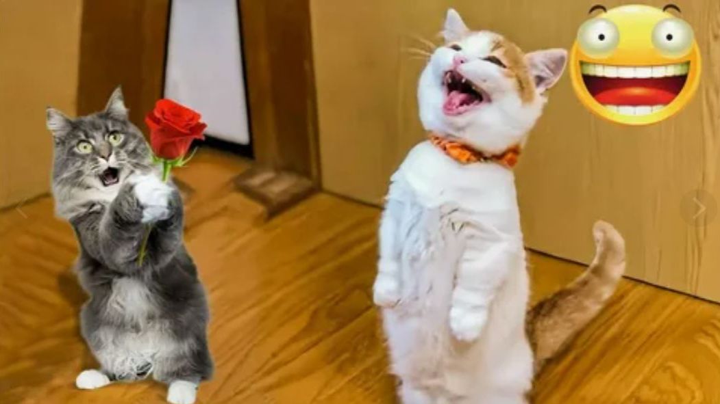 ВИДЕО ПРИКОЛЫ С ЖИВОТНЫМИ СМЕШНЫЕ ЖИВОТНЫЕ😆 Приколы подборка смотреть онлайн