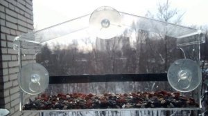 Птицы в окне