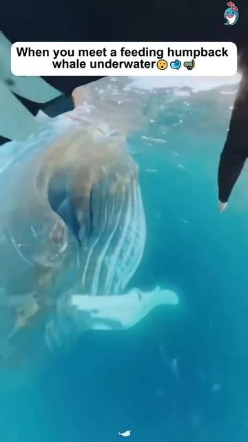 Подводные приключения. смотреть онлайн