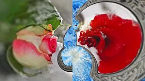 Картины Розы на Снегу в Ледяной Галерее 3 от Киностудии Мудрого Кота Тимофея!