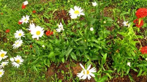 Всякие цветочки ( из архива )